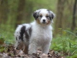 Chiot femelle Berger Australien bleu merle LOF disponible janvier 2026