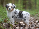 Chiot femelle Berger Australien bleu merle LOF disponible janvier 2026