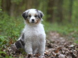 Chiot femelle Berger Australien bleu merle LOF disponible janvier 2026