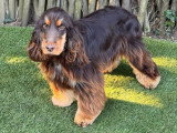 Cocker Spaniel Anglais mâle inscrit au LOF disponible pour saillie