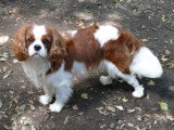 Saillie Cavalier King Charles mâle LOF bringé né en 2021