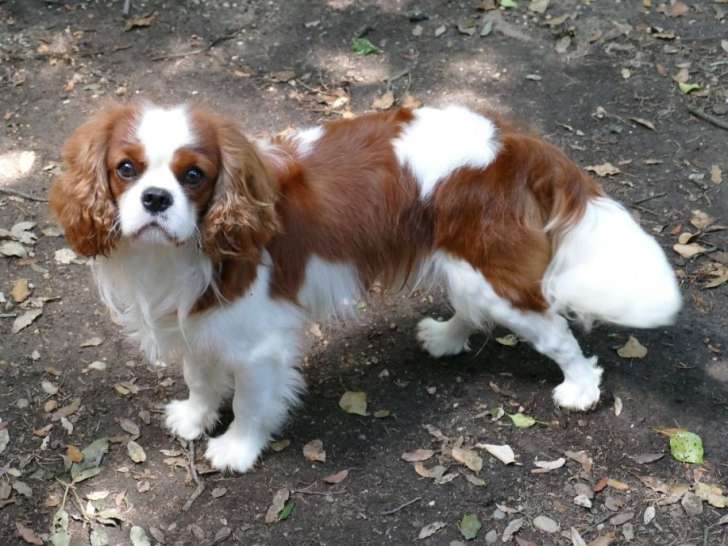 Saillie Cavalier King Charles mâle LOF bringé né en 2021