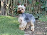Yorkshire Terrier mâle LOF disponible pour saillie