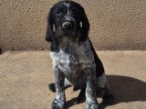 3 chiots mâles Griffon Korthals croisé Cocker Anglais non LOF à vendre