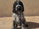 3 chiots mâles Griffon Korthals croisé Cocker Anglais non LOF à vendre