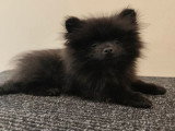 Chiot Spitz Nain noir mâle non LOF à vendre né décembre 2025
