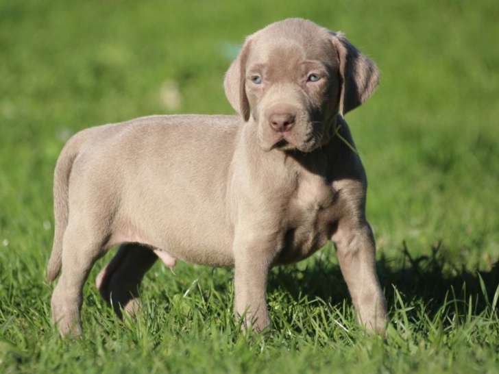 Portée de 6 chiots Braque de Weimar mâles LOF février 2026