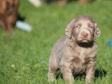 3 chiots Braque de Weimar mâles LOF nés en février 2026