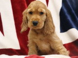 2 chiots mâles Cocker Spaniel Anglais golden inscrits au LOF