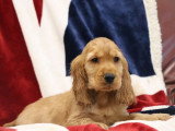 2 chiots mâles Cocker Spaniel Anglais golden inscrits au LOF