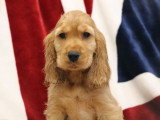 2 chiots mâles Cocker Spaniel Anglais golden inscrits au LOF