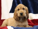 2 chiots mâles Cocker Spaniel Anglais golden inscrits au LOF