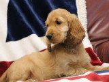 2 chiots mâles Cocker Spaniel Anglais golden inscrits au LOF