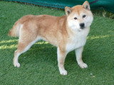Chienne Shiba Inu LOF confirmée 6 ans Retraite
