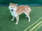 Chienne Shiba Inu LOF confirmée 6 ans Retraite