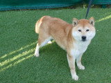 Chienne Shiba Inu LOF confirmée 6 ans Retraite