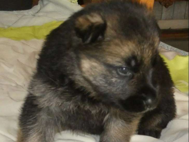 Chiot mâle Berger Allemand à réserver non LOF né mars 2026