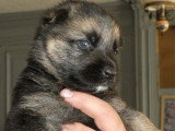 Chiot mâle Berger Allemand à réserver non LOF né mars 2026
