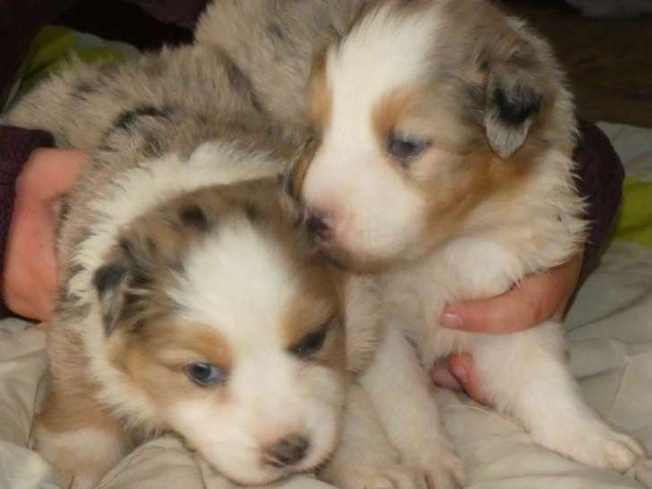 Portée de 6 chiots Berger Australien non LOF à réserver Mai 2026