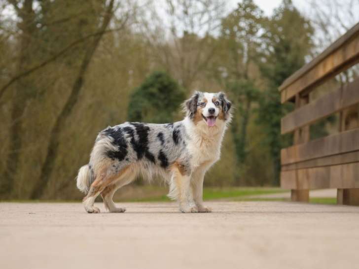 Chienne Berger Américain Miniature 4 ans à vendre inscrite LOF