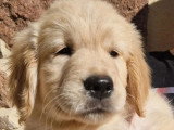 10 chiots Golden Retriever LOF nés en janvier 2026 à vendre