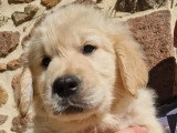 10 chiots Golden Retriever LOF nés en janvier 2026 à vendre