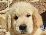 10 chiots Golden Retriever LOF nés en janvier 2026 à vendre