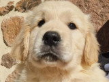 10 chiots Golden Retriever LOF nés en janvier 2026 à vendre