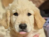 10 chiots Golden Retriever LOF nés en janvier 2026 à vendre