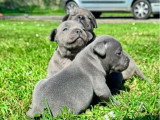 2 chiots mâles Staffordshire Bull Terrier bleus LOF nés en mars 2026 à réserver