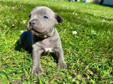 2 chiots mâles Staffordshire Bull Terrier bleus LOF nés en mars 2026 à réserver
