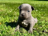 2 chiots mâles Staffordshire Bull Terrier bleus LOF nés en mars 2026 à réserver