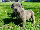 2 chiots mâles Staffordshire Bull Terrier bleus LOF nés en mars 2026 à réserver