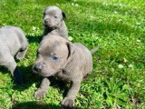 2 chiots mâles Staffordshire Bull Terrier bleus LOF nés en mars 2026 à réserver