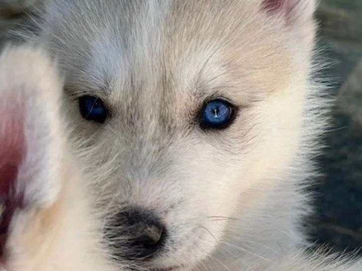 Portée de 5 chiots Husky de Sibérie LOF à réserver février 2026