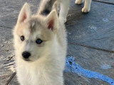 Portée de 5 chiots Husky de Sibérie LOF à réserver février 2026