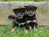 3 chiots Shiba Inus mâles LOF nés janvier 2026 à vendre