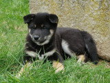 3 chiots Shiba Inus mâles LOF nés janvier 2026 à vendre