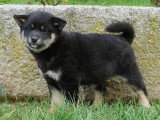 3 chiots Shiba Inus mâles LOF nés janvier 2026 à vendre