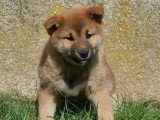 3 chiots Shiba Inus mâles LOF nés janvier 2026 à vendre