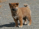 3 chiots Shiba Inus mâles LOF nés janvier 2026 à vendre
