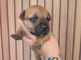 Chiots Staffordshire Bull Terrier à vendre Staffie Lof
