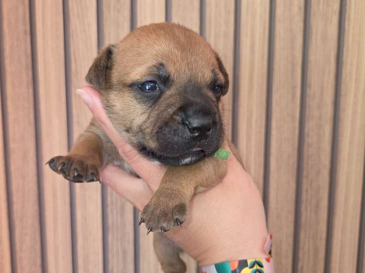 Chiots Staffordshire Bull Terrier à vendre Staffie Lof