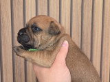 Chiots Staffordshire Bull Terrier à vendre Staffie Lof