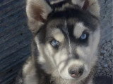 Chiot femelle Husky de Sibérie noire et blanche LOF disponible