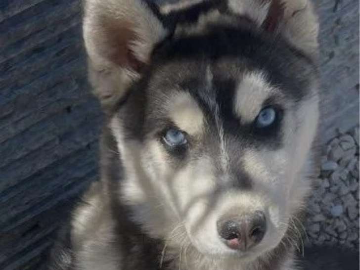 Chiot femelle Husky de Sibérie noire et blanche LOF disponible