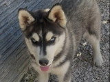 Chiot femelle Husky de Sibérie noire et blanche LOF disponible