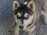 Chiot femelle Husky de Sibérie noire et blanche LOF disponible