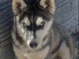 Chiot femelle Husky de Sibérie noire et blanche LOF disponible
