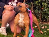 Portée de 5 Staffordshire Bull Terriers LOF à naître en mai 2026